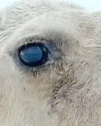 بياض عيون البل والقرع 3