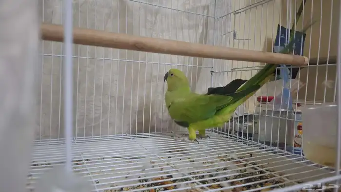 السلام عليكم أعرض لكم دره منتج ماشاء الله 0