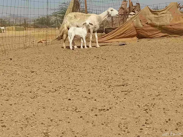 نعجه خلفاء تحتها رخال مشروط 4