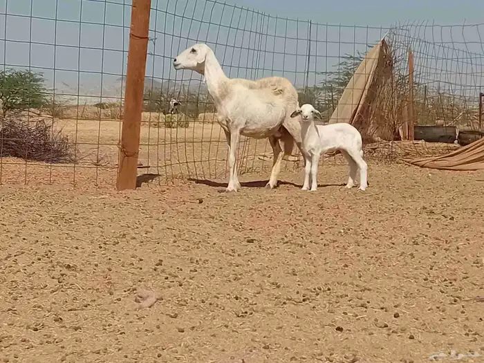 نعجه خلفاء تحتها رخال مشروط 3