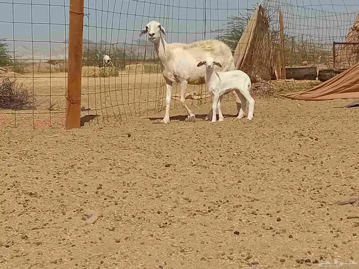نعجه خلفاء تحتها رخال مشروط 2