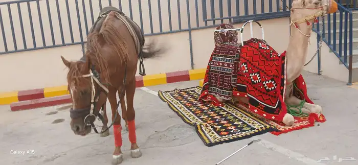 آجار جمال رحول ركبي وا خيول عربيه بي اليوم وا الاسبوع 6