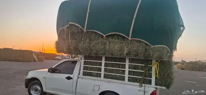 رودس برسيم 0