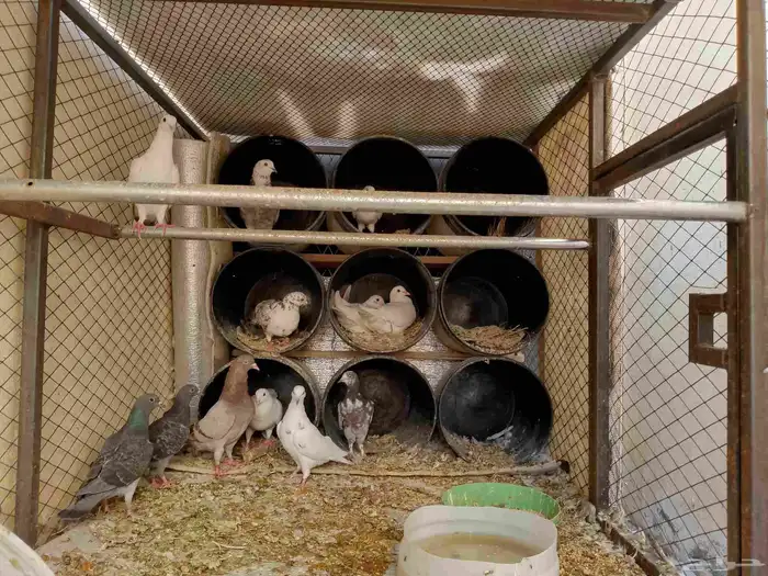 للبيع 12حبه كامل للبيع 6. اجواز 0