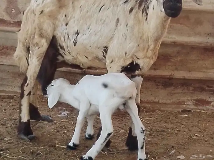 نعجه حريه منتوج فاخره 5