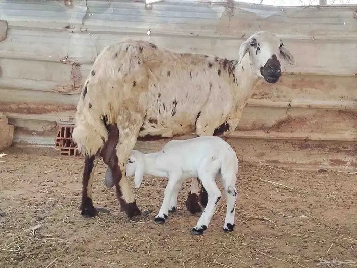 نعجه حريه منتوج فاخره 7