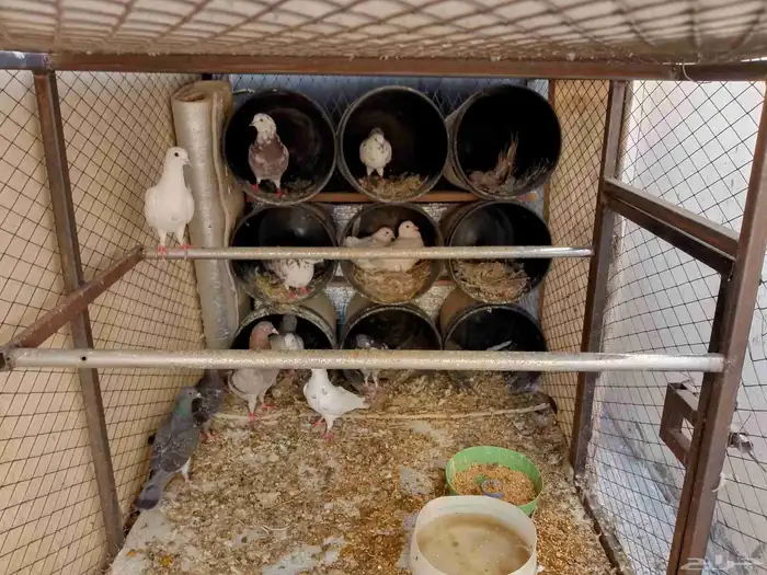 للبيع 12حبه كامل للبيع 6. اجواز 1