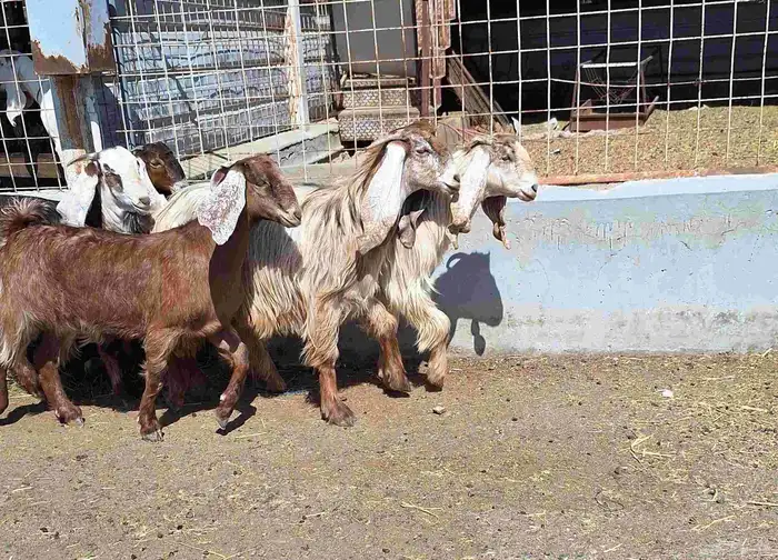 جفرات مصريات اصل العدد 5 تأسيس مراح منايح 14