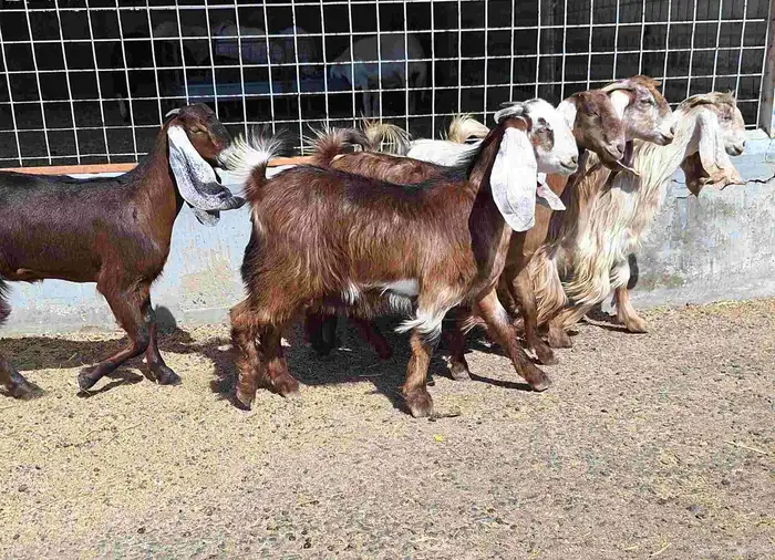 جفرات مصريات اصل العدد 5 تأسيس مراح منايح 8
