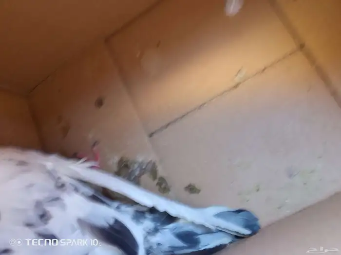 حمام ذكر وانثى للبيع 1