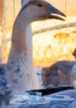 وزه عراقي للبيع أنثى 0