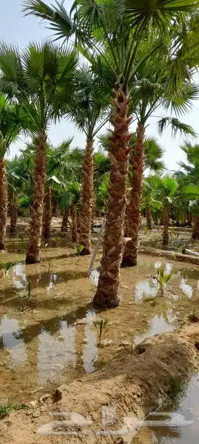 نخيل واشنطني الزينه بجميع مقاساته 6