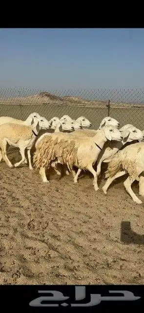 أعرض لكم رخال حريات حرش صنف دفيع وأصل عددها 26 تحتها 1 4