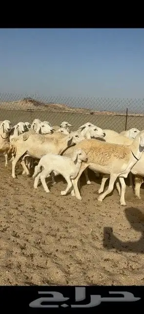 أعرض لكم رخال حريات حرش صنف دفيع وأصل عددها 26 تحتها 1 8
