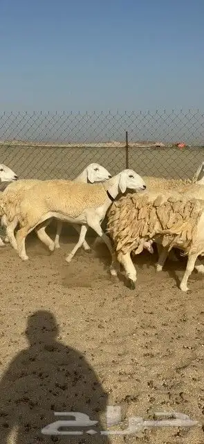 أعرض لكم رخال حريات حرش صنف دفيع وأصل عددها 26 تحتها 1 2