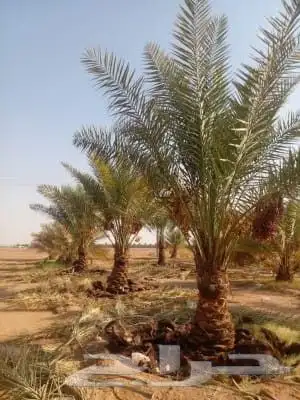 يوجد لدينا نخل للبيع 3