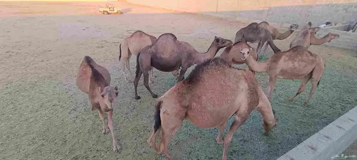 ابل ساحليات 1