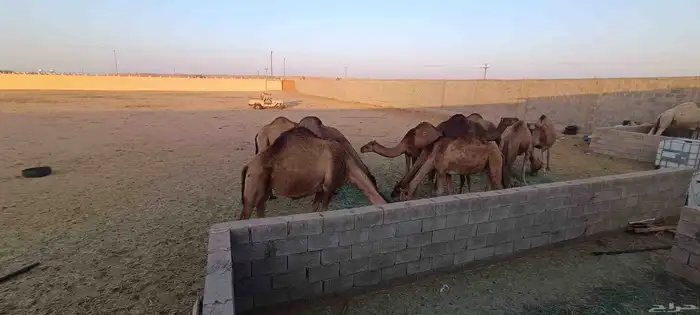 ابل ساحليات 0