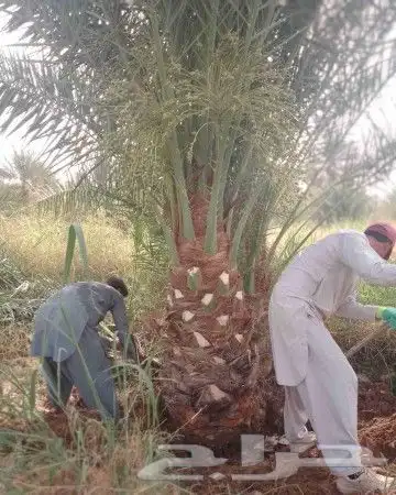 نخل للبيع نخيل مثمر فاخر خلاص صقعي سكري شيشي برحي هلالي سلج 4