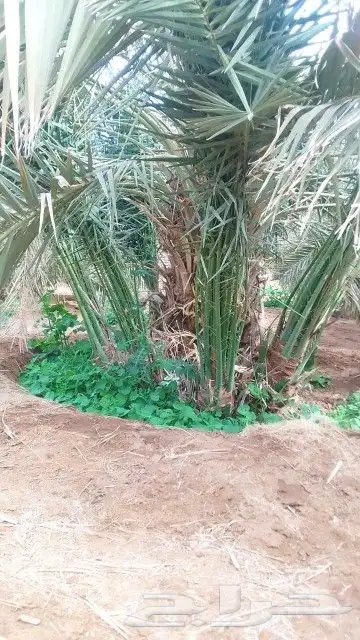 يوجد لديناء جميع انوع النخيل الوشنطني والعربي والفروخ والنقي 0