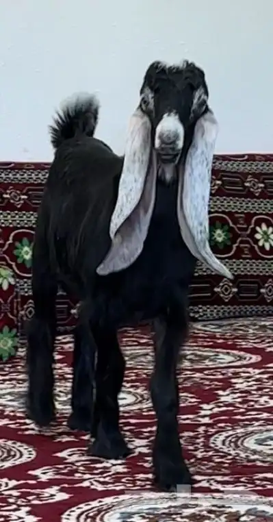 تيوس عوارض صنف للبيع 4
