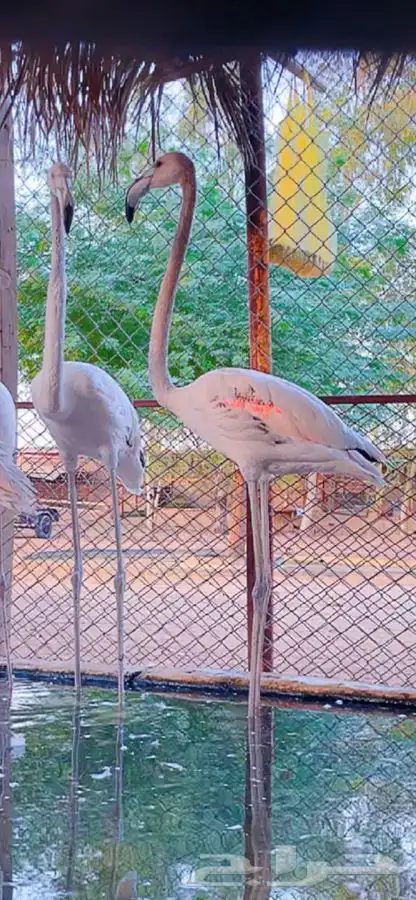 فلامنقو فلامنغو فلامنجو 0