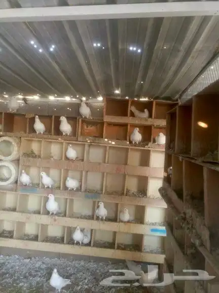 حمام فرنسي بق جامبو 7