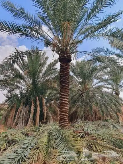 نخيل مثمر 4