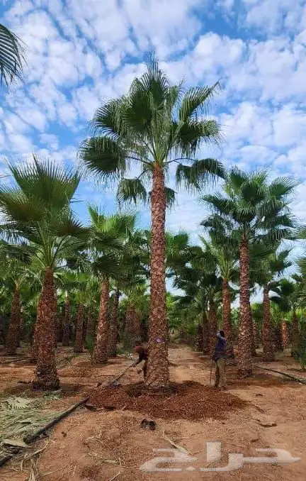 نخيل واشنطني الزينه بجميع مقاساته 0