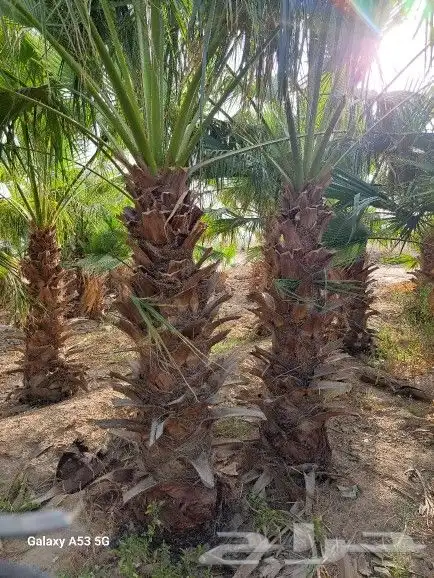 يوجد لديناء جميع انوع النخيل الوشنطني والعربي والفروخ والنقي 4