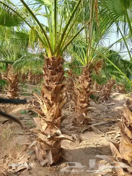 يوجد لديناء جميع انوع النخيل الوشنطني والعربي والفروخ والنقي 3
