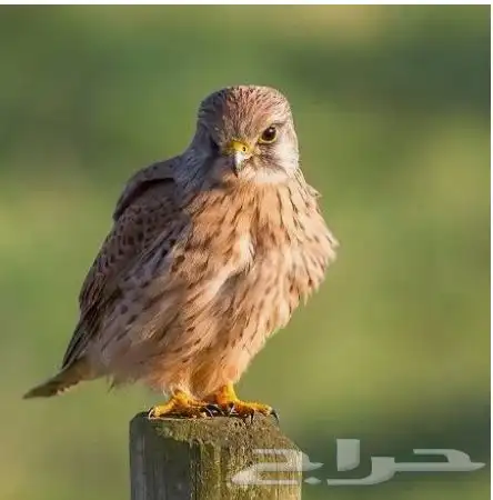 بأشق 0
