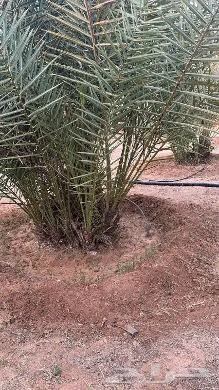 يوجد لديناء جميع انوع النخيل الوشنطني والعربي والفروخ والنقي 5