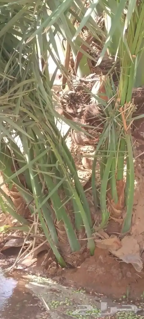 يوجد لدينا توريد جميع انواع نخيل الواشنطن والعربي المثمر 050 1