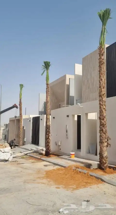 نخيل واشنطني الزينه بجميع مقاساته 3