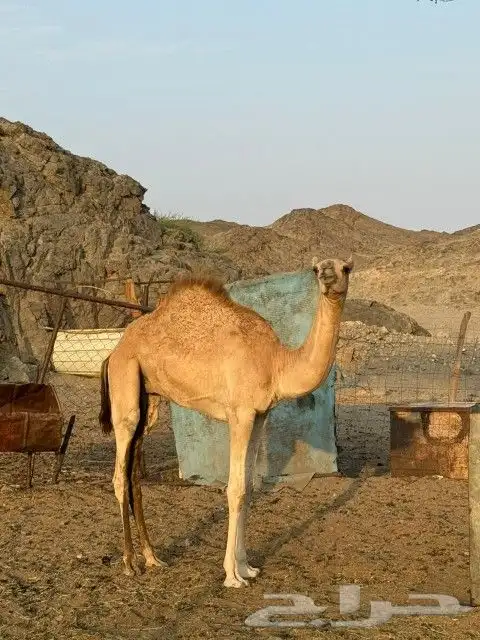 قعود شكل وسلاله 0