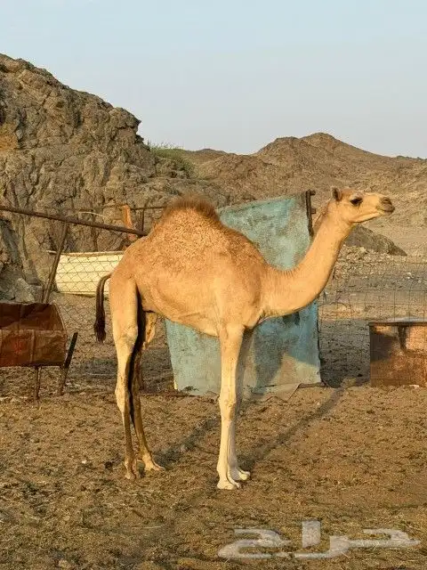 قعود شكل وسلاله 3