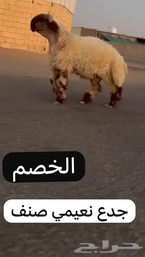 جدعان نعيم صنف للبيع 6