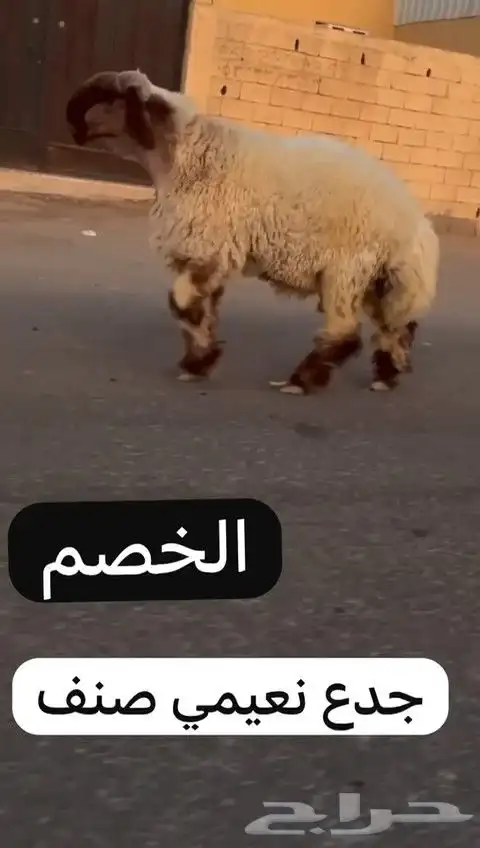 جدعان نعيم صنف للبيع 4