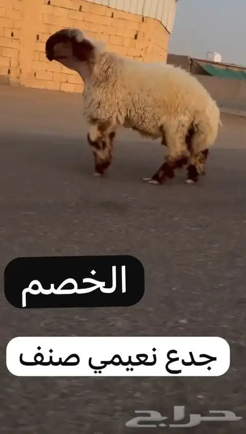 جدعان نعيم صنف للبيع 7