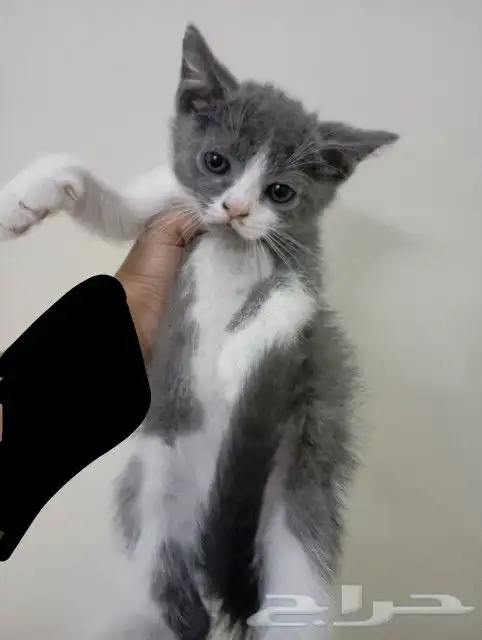 قط للتبني 7