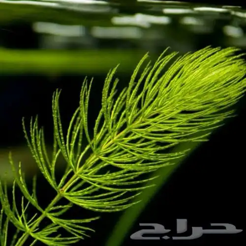 نبات ذيل الثعلب foxtail plant 0