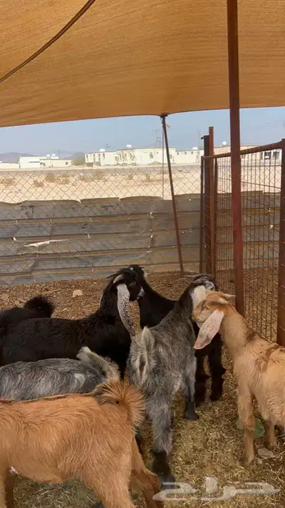 تيوس عوارض index