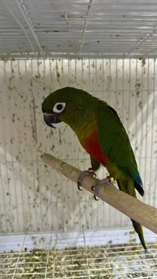 ذكر هجين صن كنيور من النوادر 1