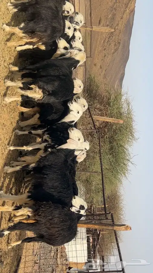 رخال نجاده صنص مضريع ودفيع طيبه 5
