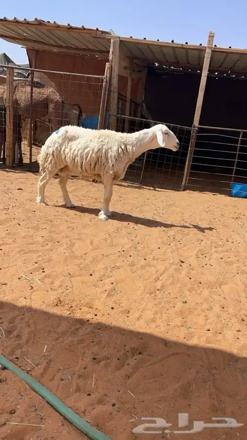 شاه حريه 0