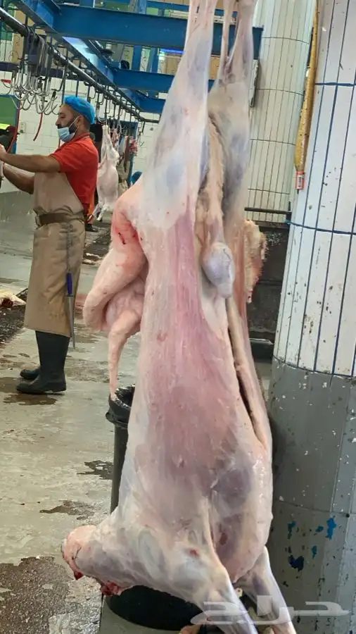 ذبايح مرابي عسير 24