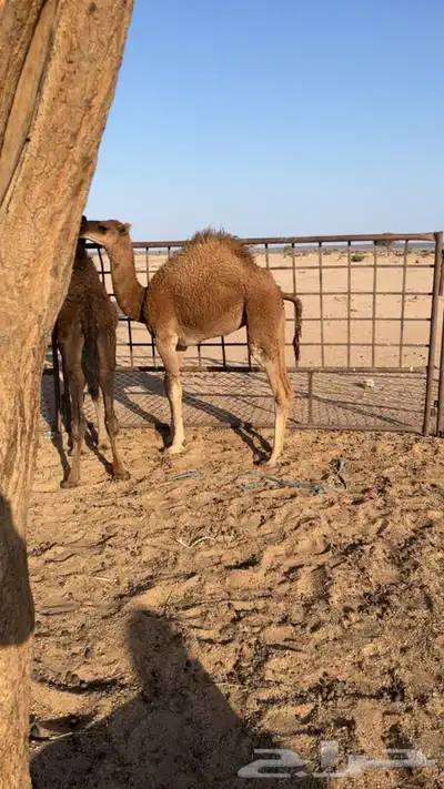 حشو 0