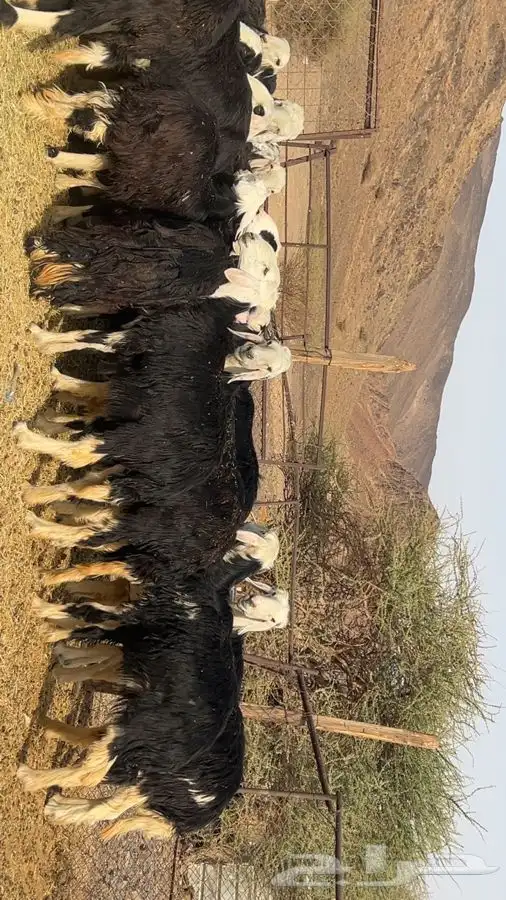 رخال نجاده صنص مضريع ودفيع طيبه 6
