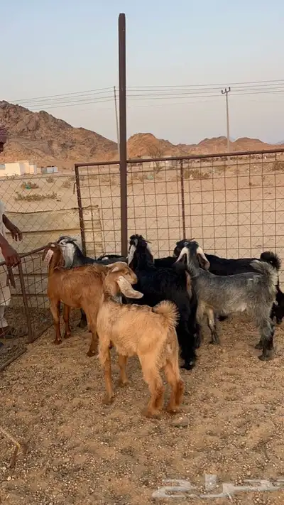 تيوس عوارض index